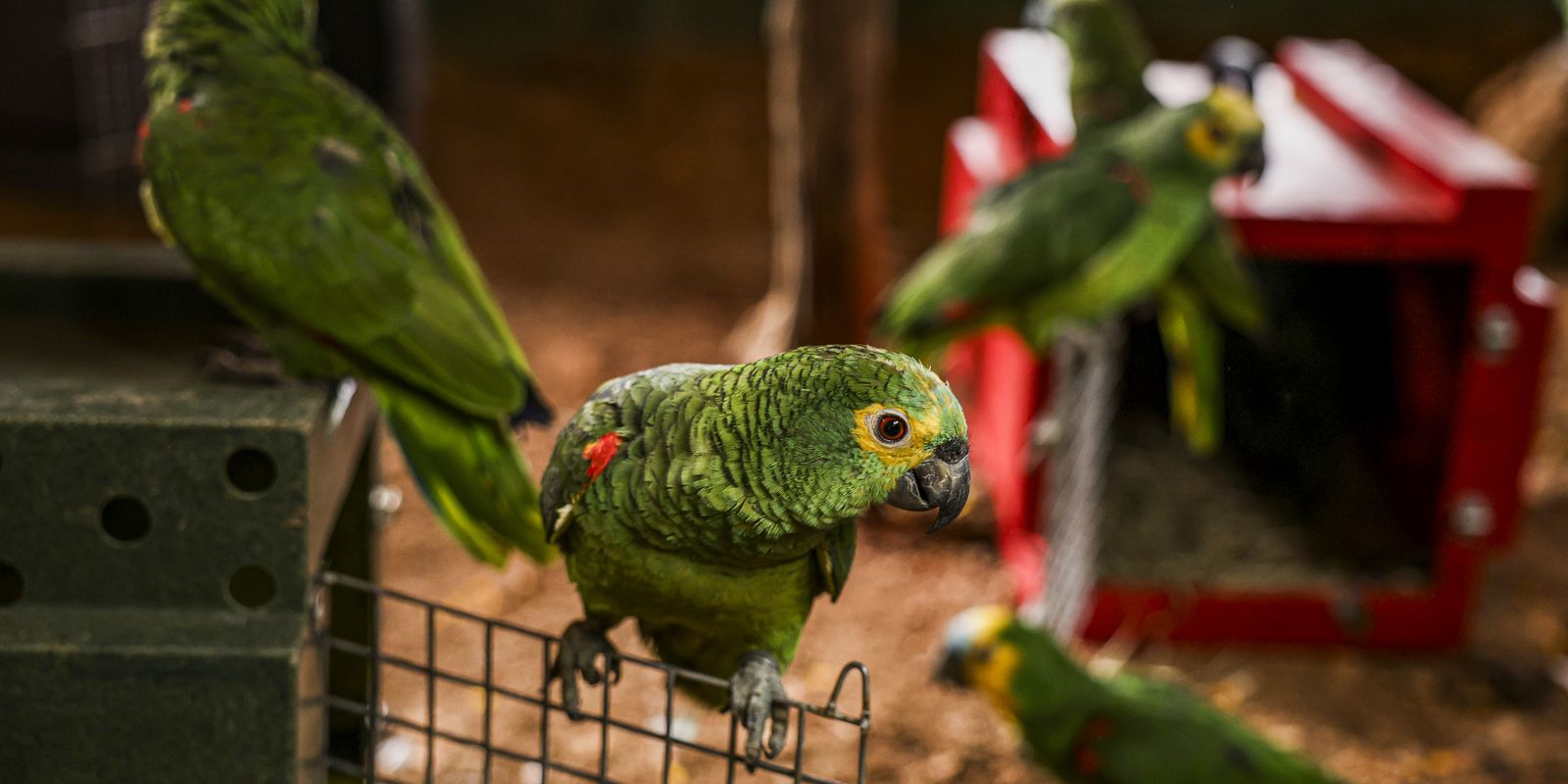Polícia do Rio resgata 90 aves silvestres que seriam vendidas em feira