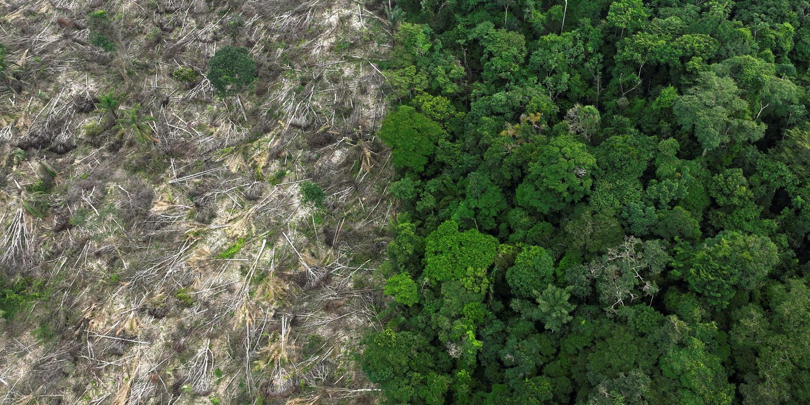 Brasil perdeu 111,7 milhões de hectares de áreas naturais em 40 anos